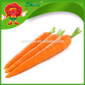 Vacío paquete de zanahorias frescas verduras frescas
